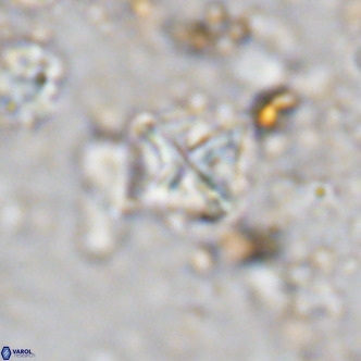 Micula vekshinae VR 11501