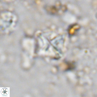 Micula vekshinae VR 11501