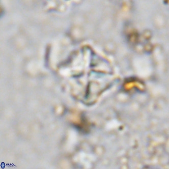 Micula vekshinae VR 11502