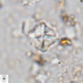 Micula vekshinae VR 11502
