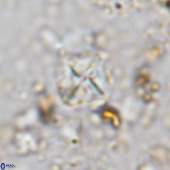 Micula vekshinae VR 11503