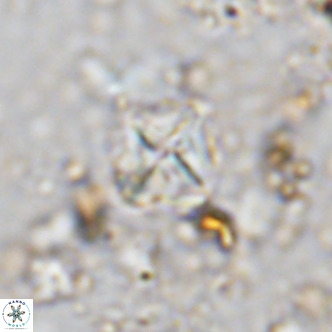 Micula vekshinae VR 11503