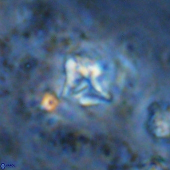 Micula vekshinae VR 11510