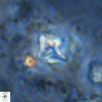 Micula vekshinae VR 11510