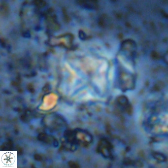 Micula vekshinae VR 11511