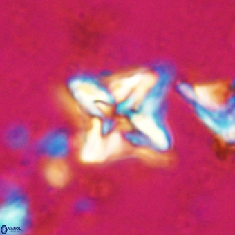 Micula vekshinae VR 21018
