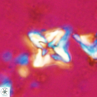 Micula vekshinae VR 21018