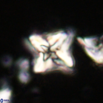 Micula vekshinae VR 21019
