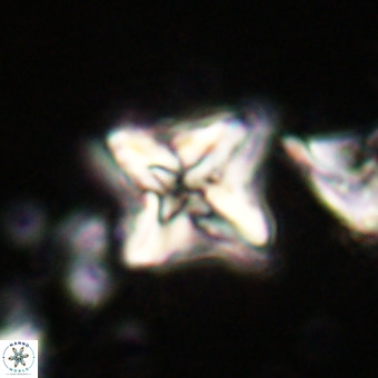 Micula vekshinae VR 21019