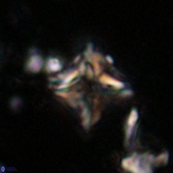 Micula vekshinae VR 21024