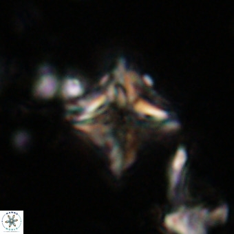 Micula vekshinae VR 21024