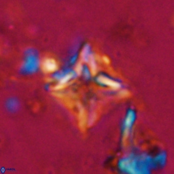 Micula vekshinae VR 21025