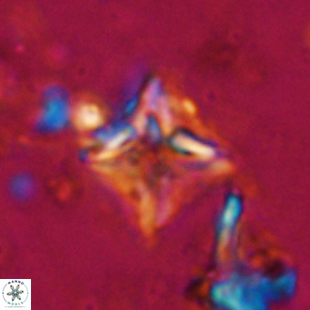 Micula vekshinae VR 21025