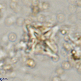 Micula vekshinae VR 21026