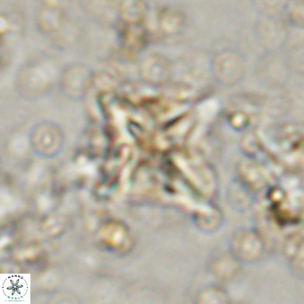 Micula vekshinae VR 21026