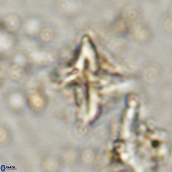 Micula vekshinae VR 21027