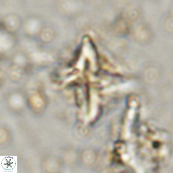 Micula vekshinae VR 21027