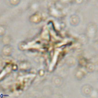Micula vekshinae VR 21028
