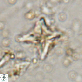 Micula vekshinae VR 21028
