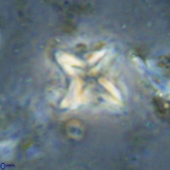Micula vekshinae VR 21029