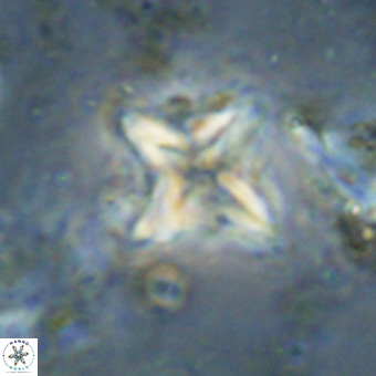 Micula vekshinae VR 21029