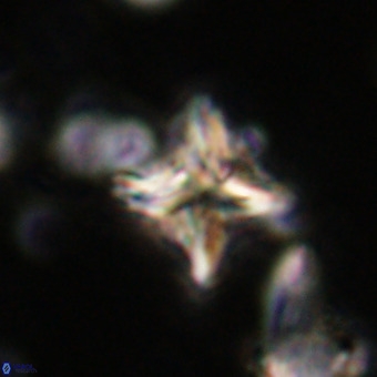 Micula vekshinae VR 21020
