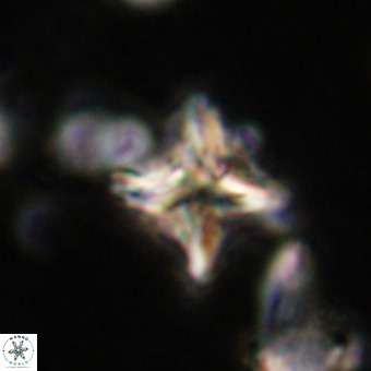 Micula vekshinae VR 21020