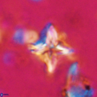Micula vekshinae VR 21021