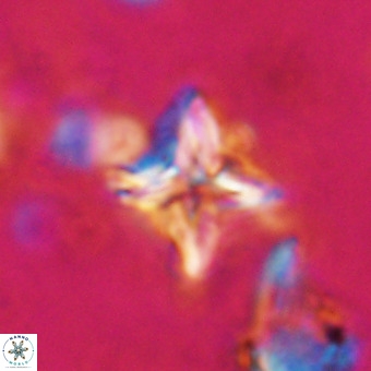 Micula vekshinae VR 21021