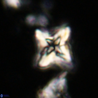 Micula vekshinae VR 21022
