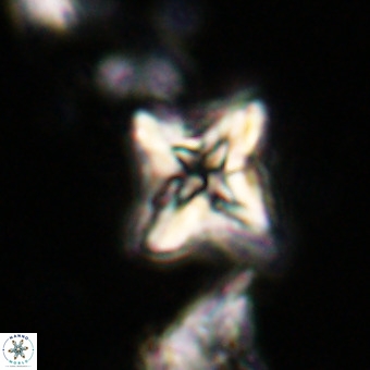 Micula vekshinae VR 21022