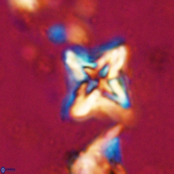 Micula vekshinae VR 21023