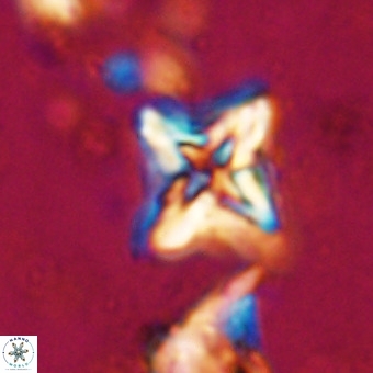 Micula vekshinae VR 21023