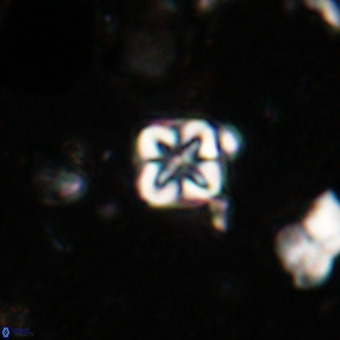 Micula vekshinae VR 21034