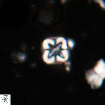 Micula vekshinae VR 21034
