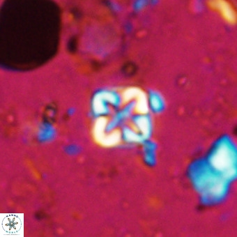 Micula vekshinae VR 21035