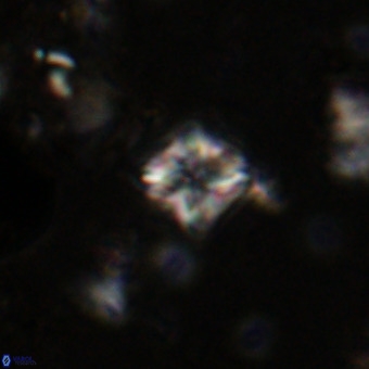 Micula vekshinae VR 21036
