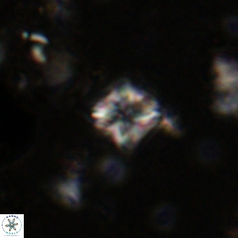 Micula vekshinae VR 21036