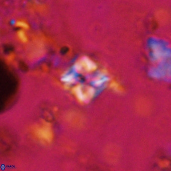 Micula vekshinae VR 21037