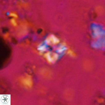 Micula vekshinae VR 21037