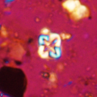 Micula vekshinae VR 21038