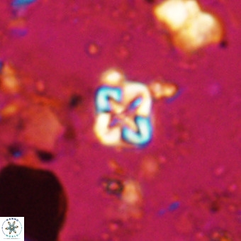 Micula vekshinae VR 21038