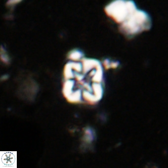 Micula vekshinae VR 21039