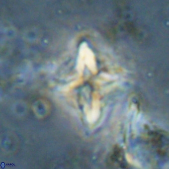 Micula vekshinae VR 21030