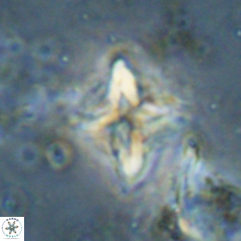 Micula vekshinae VR 21030