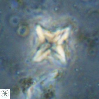Micula vekshinae VR 21031