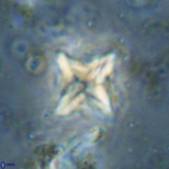 Micula vekshinae VR 21032