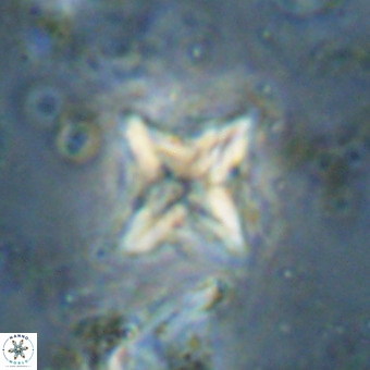 Micula vekshinae VR 21032