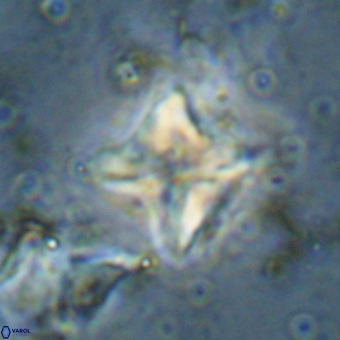Micula vekshinae VR 21033