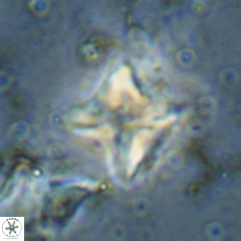 Micula vekshinae VR 21033